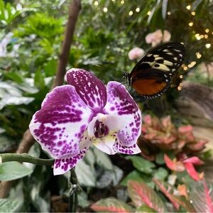 Meet your Posher, Cornelis